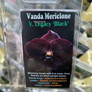 Orchid - Vanda Mericlone ‘Legacy Black’