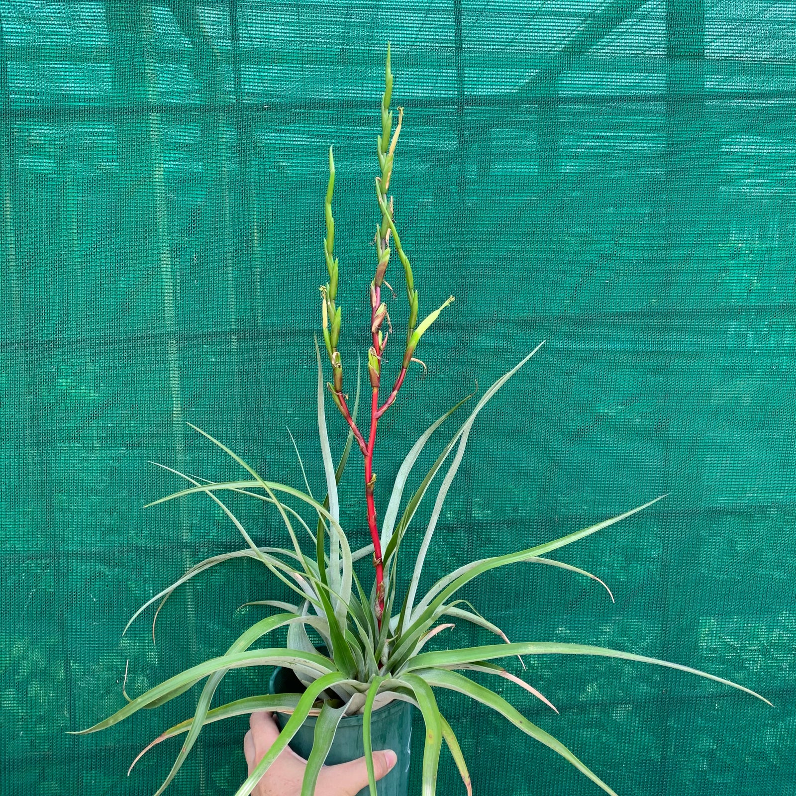 Tillandsia - limbata ex. SN NEW