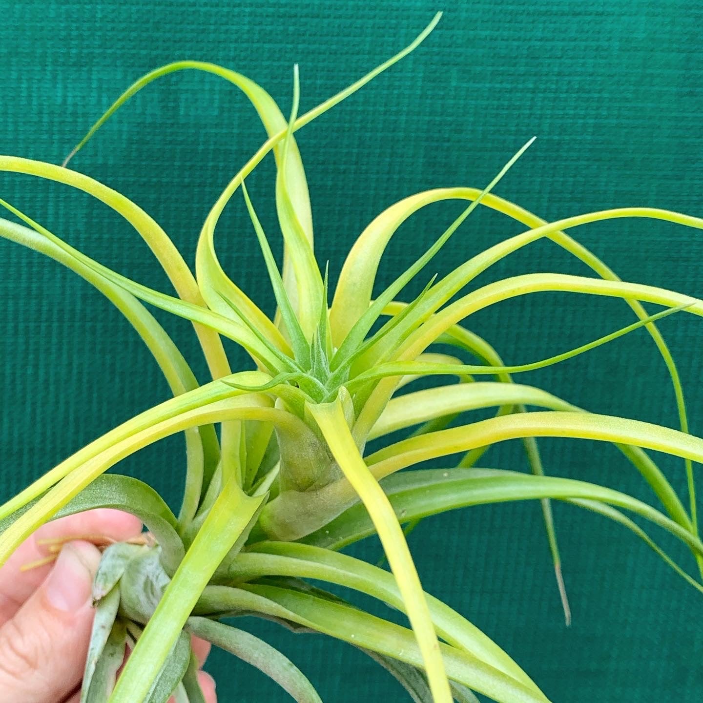 Tillandsia - Sunglow