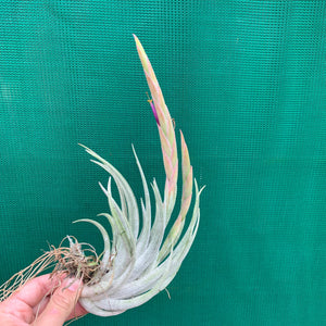 Tillandsia - mitlaensis (Wholesale)