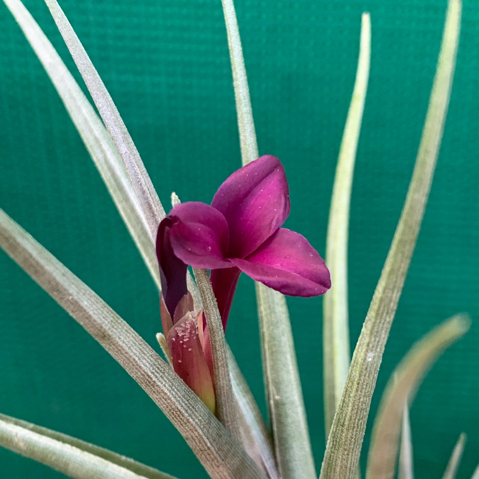 Tillandsia - Mystic Burgundy