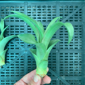 Tillandsia - capitata ‘Marron’ ex. PT