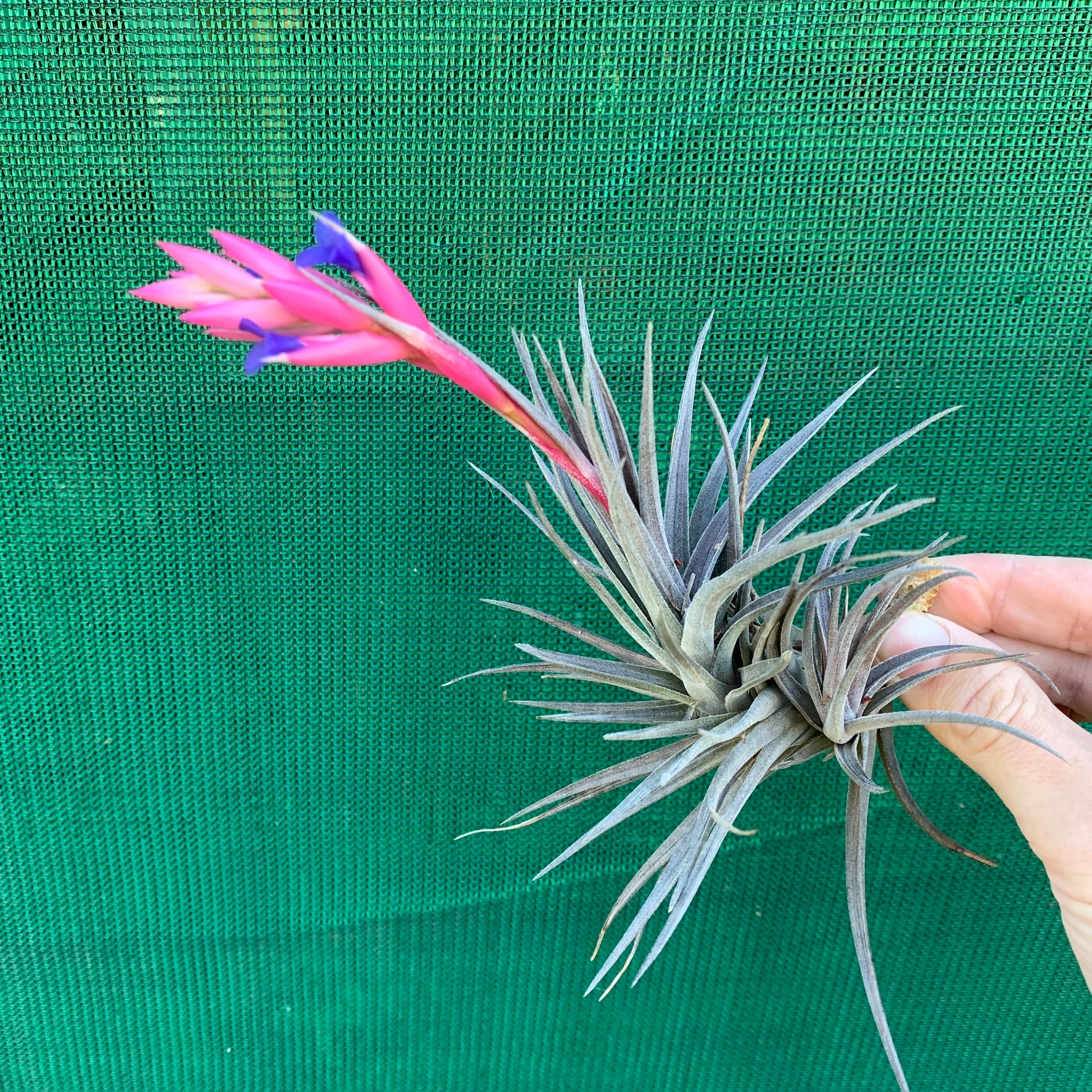 houston purple air plant Tillandsia - Purple Gem