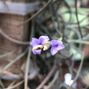 Tillandsia - bandensis (Fragrant)