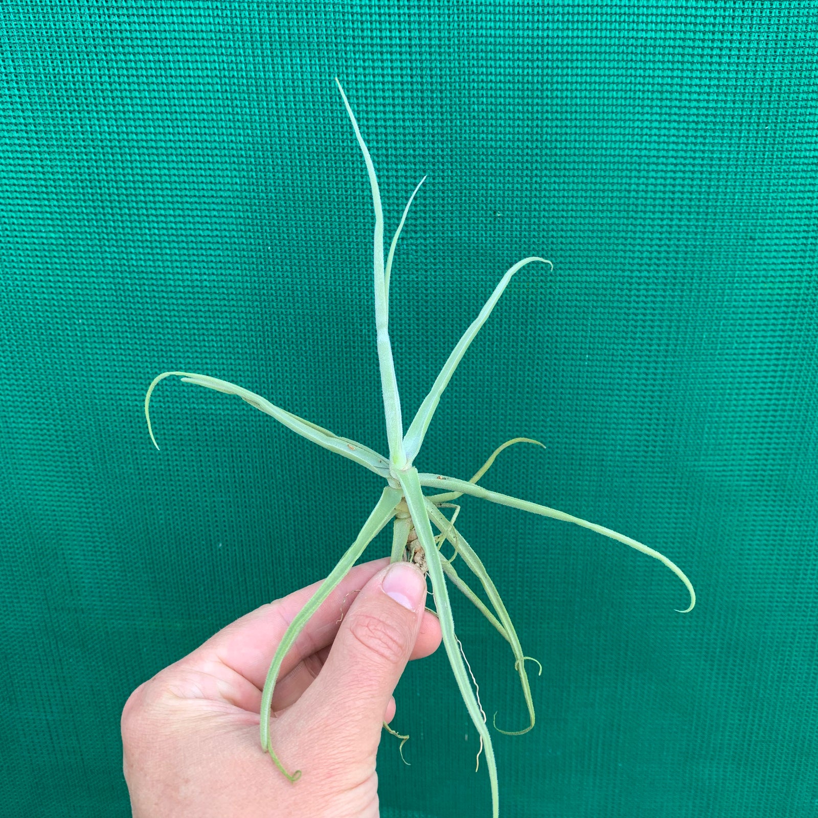 Tillandsia - streptocarpa ‘Giant Flower Seedling’ (Fragrant) NEW