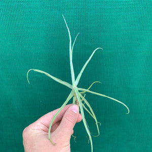 Tillandsia - streptocarpa ‘Giant Flower Seedling’ (Fragrant) NEW
