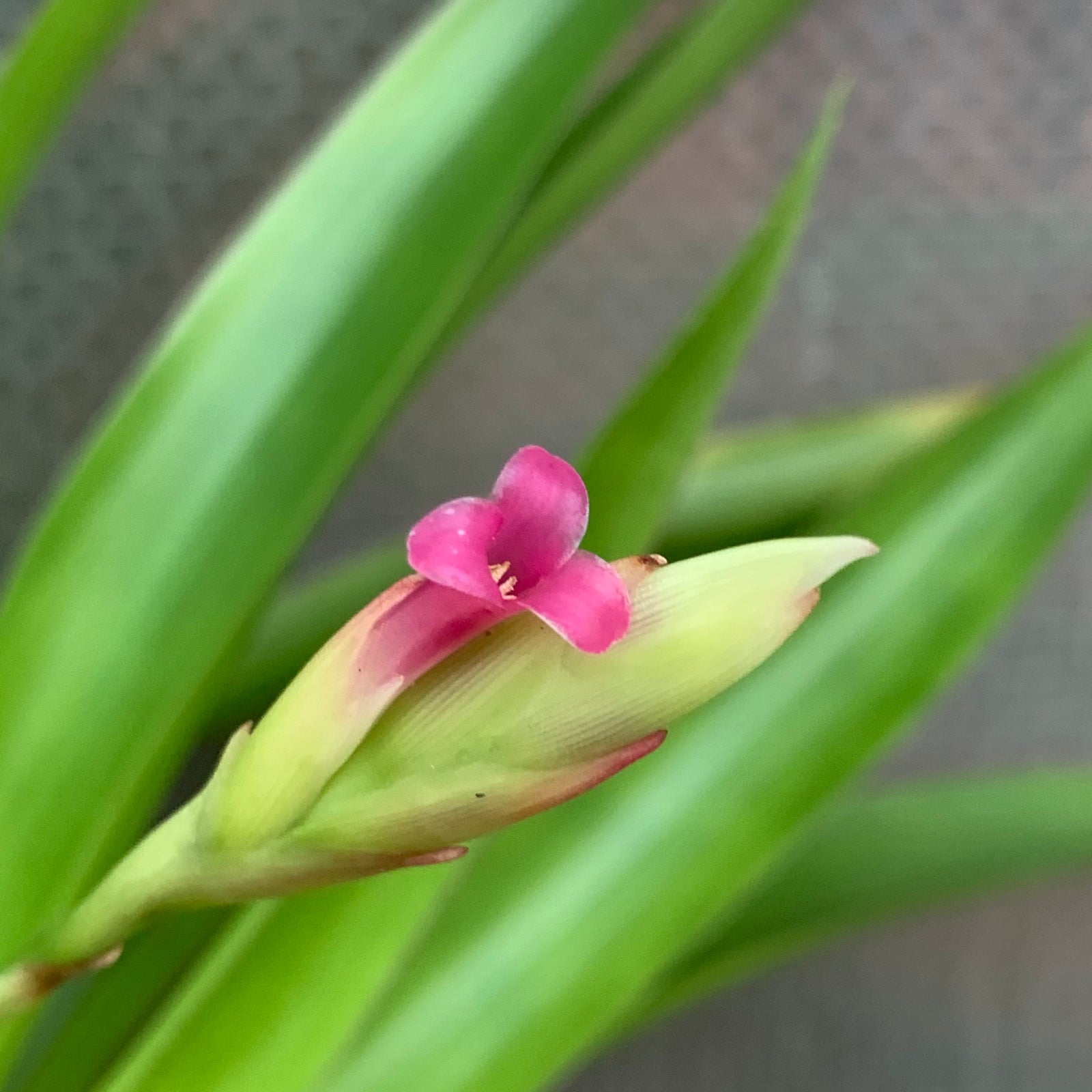 Tillandsia - complanata