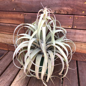Tillandsia - El Rancho ex. AP
