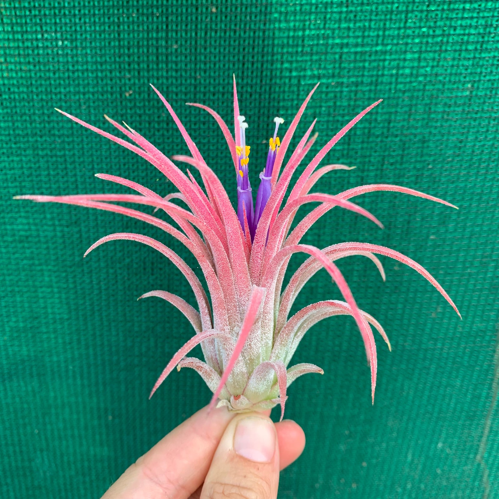 Tillandsia - ionantha ‘Curly Leaf’
