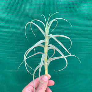 Tillandsia - Paleacea ‘Large Form’ ex. KK