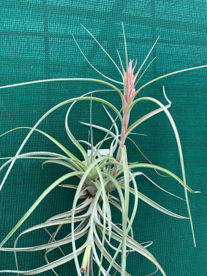 Tillandsia - Heather’s Blush
