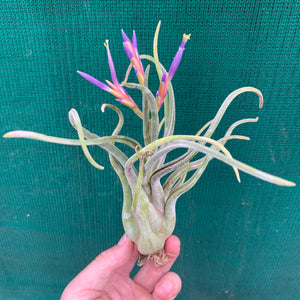 Tillandsia - Twisted Medusa ex. CC