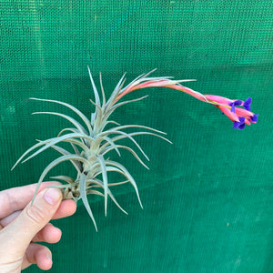 Tillandsia - aeranthos ‘Recurved Leaf’ ex. FE