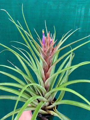 Tillandsia - Miami Nice ‘Red’