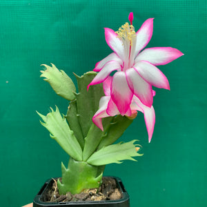 Zygocactus Butterfly