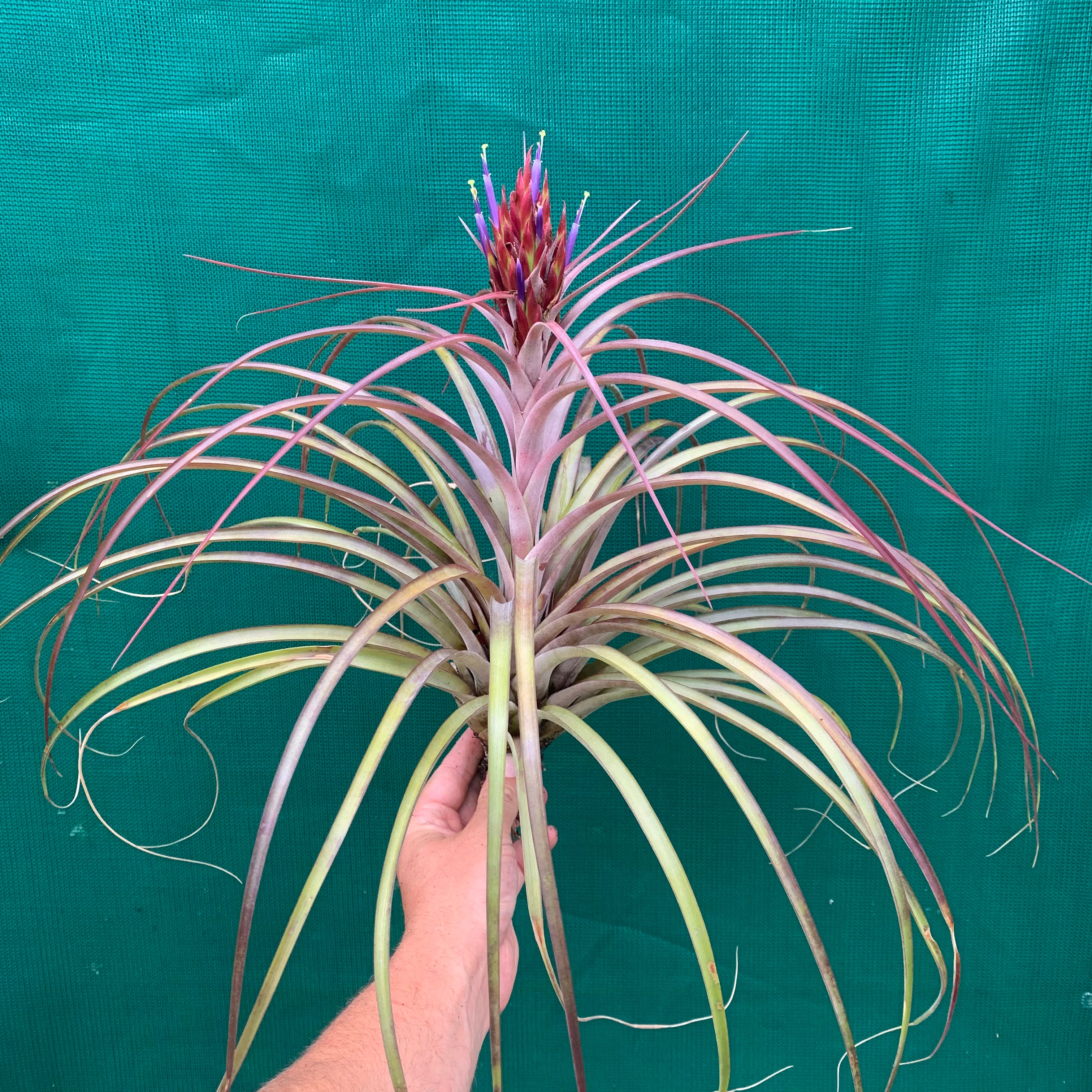 ヒルタ Tillandsia Tillandsia - capitata x fasciculata ex. DC - Air Plant Decor