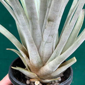 Tillandsia - lenca NEW