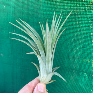 Tillandsia - Yandina NEW
