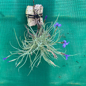 Tillandsia - Baby Blue ex. BG