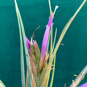 Tillandsia - Orange Crush