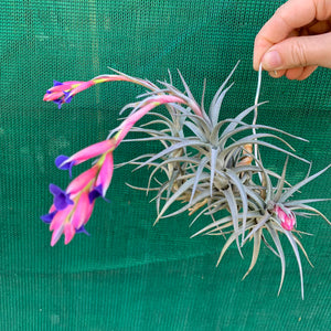 Tillandsia - aeranthos ‘Recurved Leaf’ ex. FE