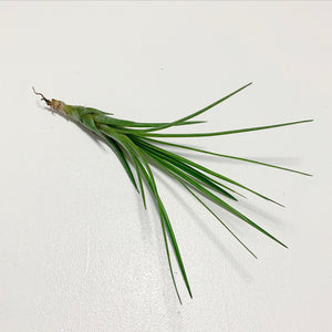 Tillandsia - tricolor