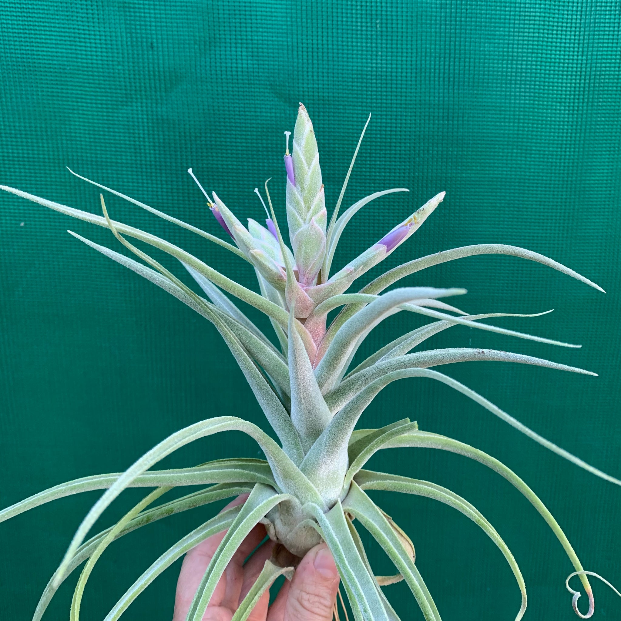 ehlersiana air plant Tillandsia - ehlersiana x streptophylla (Nat. Hybrid) ex. BRT
