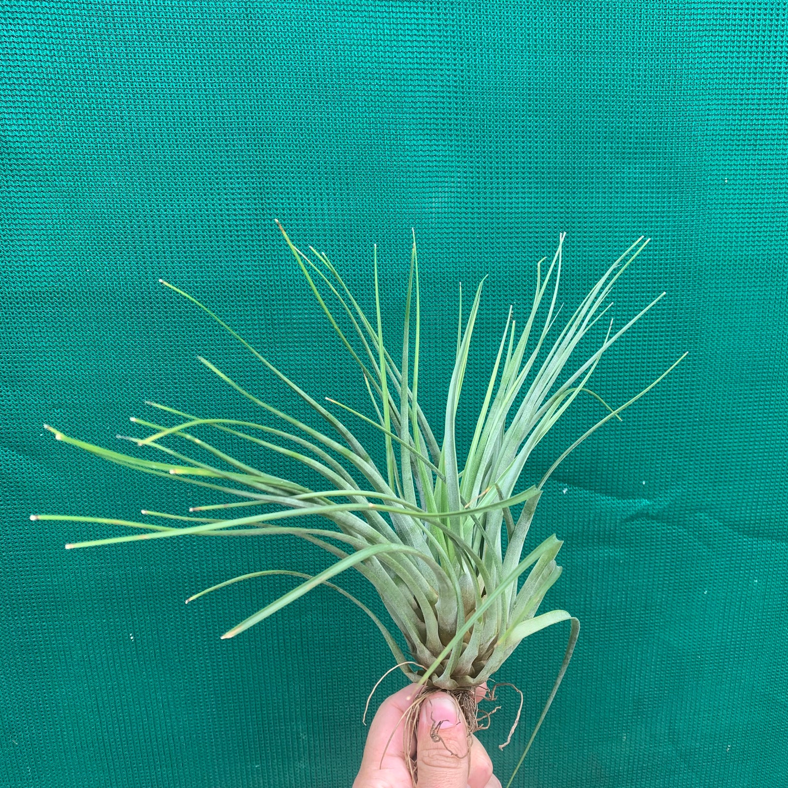Tillandsia - flavobracteata ex. CC