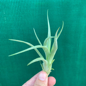 Tillandsia - brachycaulos x streptophylla Nat. Hybrid