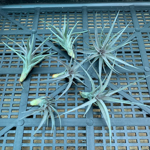 Tillandsia - Aeranthos Small Purple ex. Germany