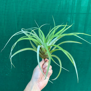 Tillandsia - Betty