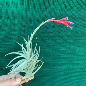 Tillandsia - Veronica's Mariposa ex. GA