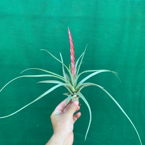 Tillandsia - Majestic ex. RFI