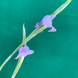 Tillandsia - Blue Moon (Fragrant)