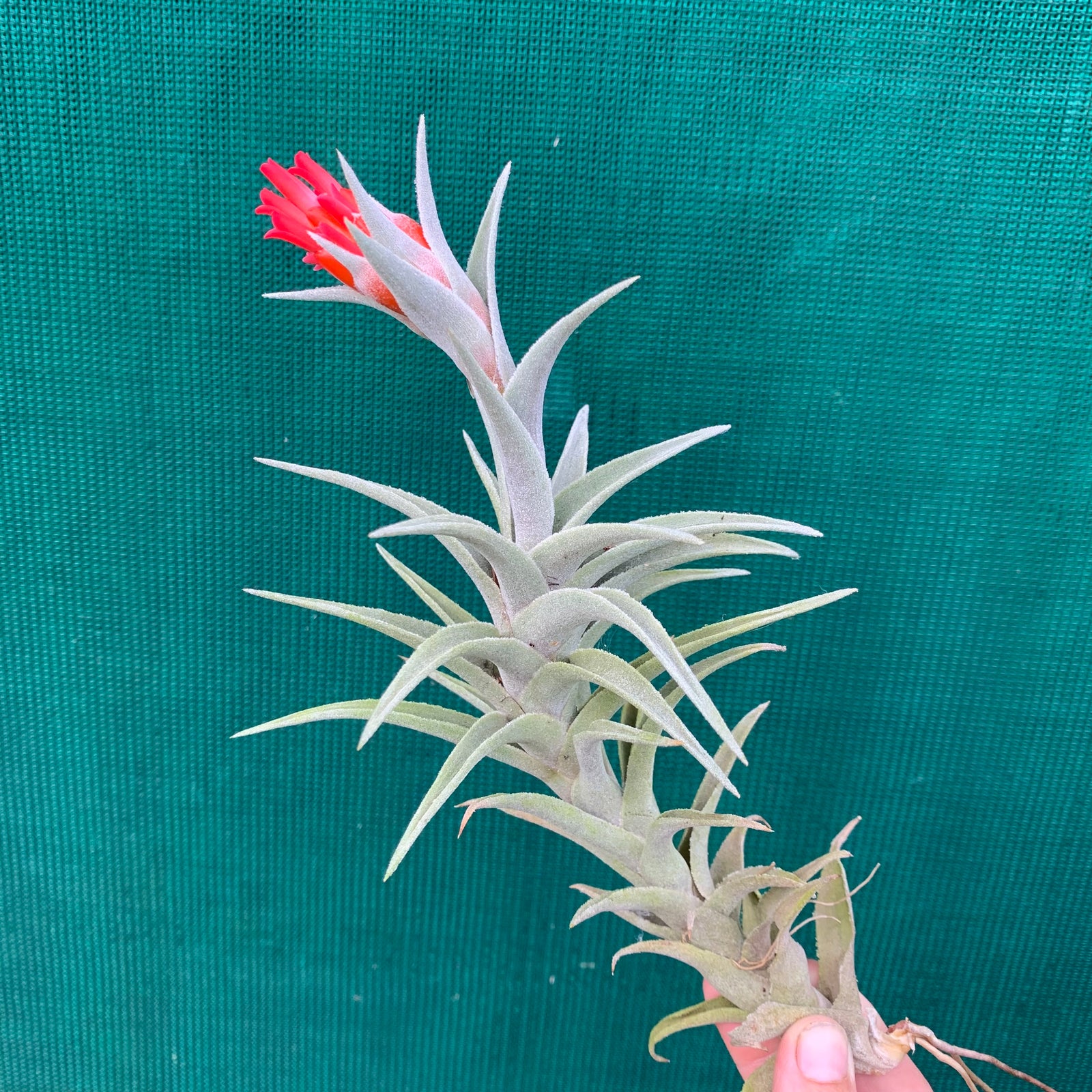 Tillandsia - edithae