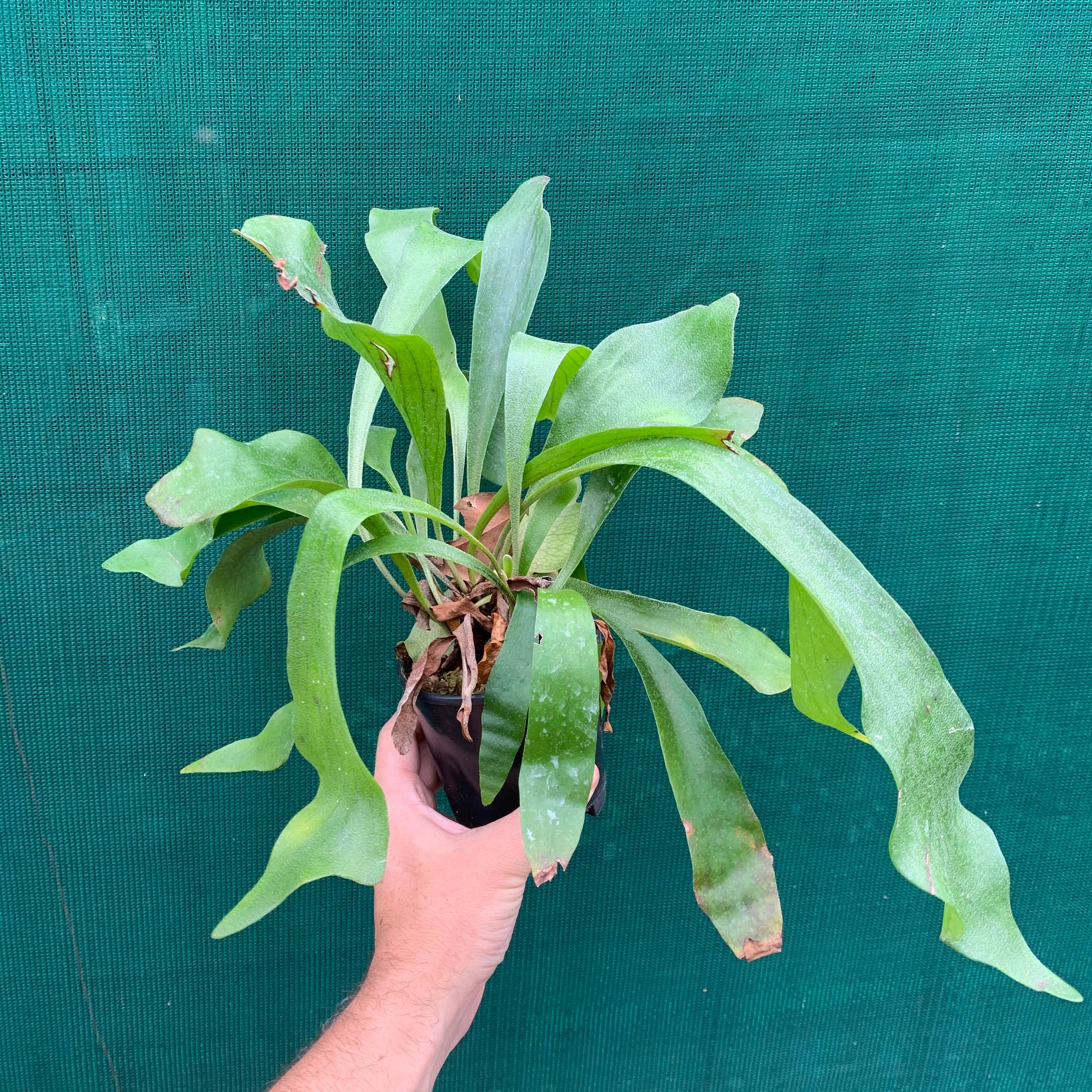 Platycerium - Netherlands ‘Elkhorn Fern’