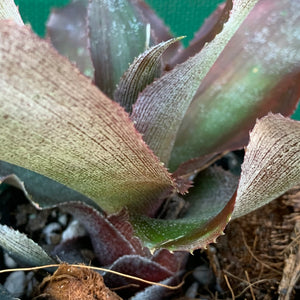 Cryptanthus - Kakadu