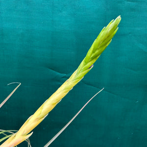 Tillandsia - aff rodrigueziana ‘Yellow’ ex. Richter