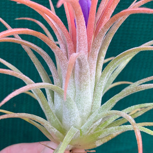 Tillandsia - ionantha ‘Rubra’ ex. CV