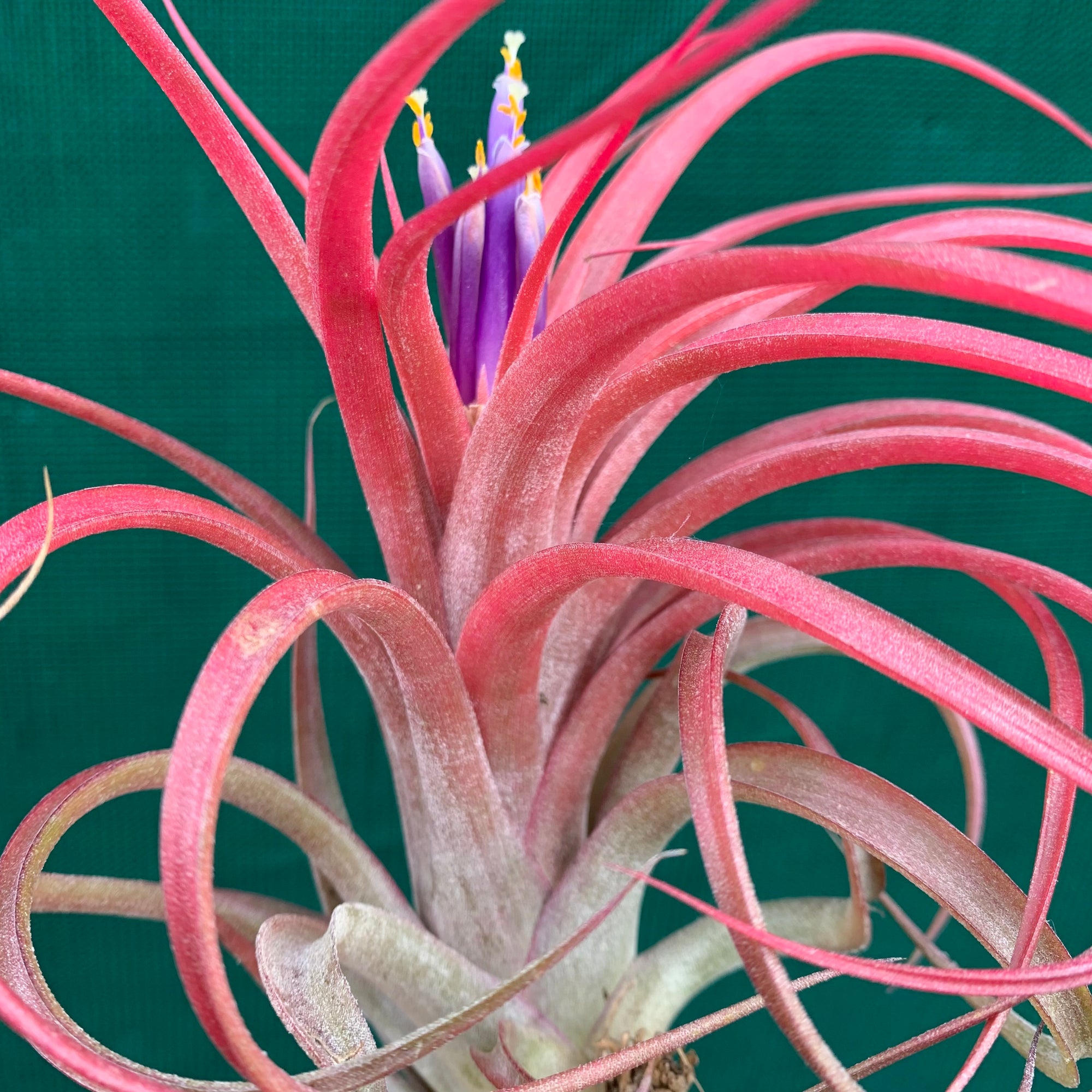 Tillandsia - Leopard