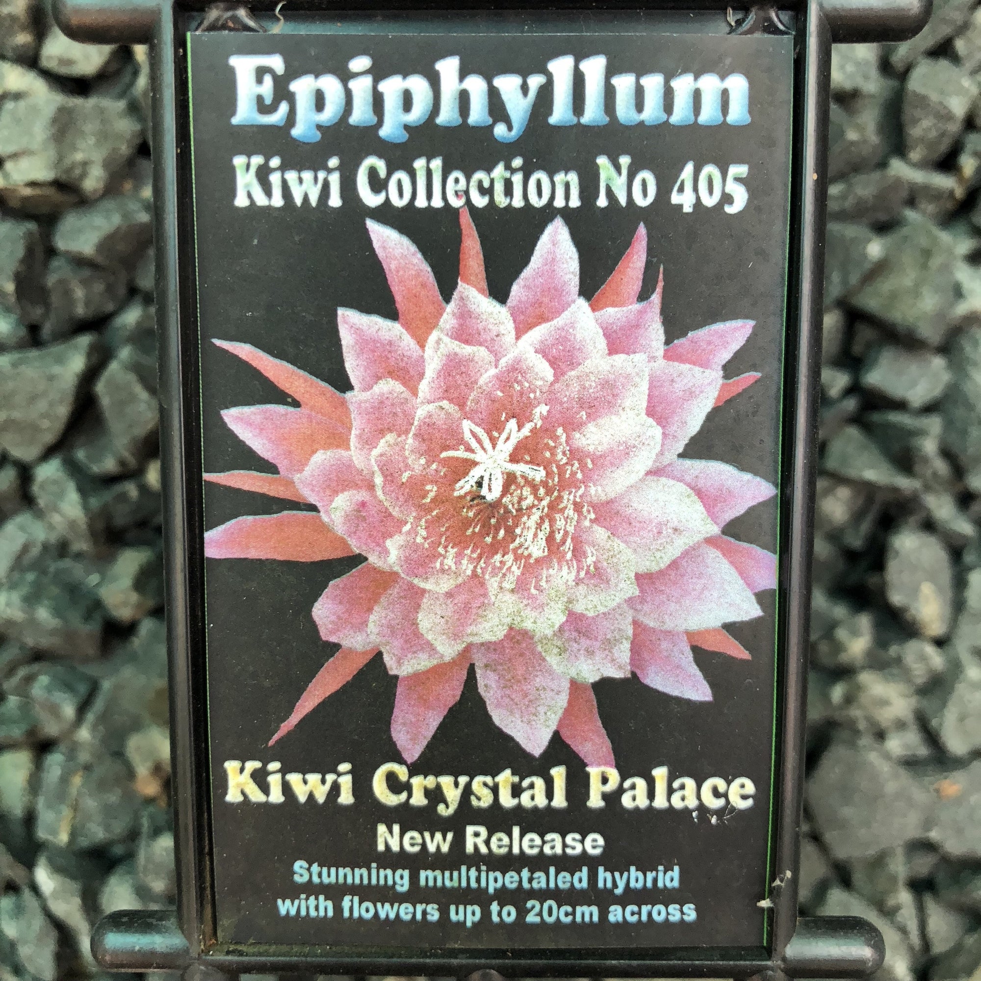 Epi. Hybrid Kiwi Crystal Palace
