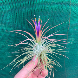 Tillandsia - ionantha ‘APD004’