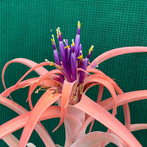 Tillandsia - NOID ‘APD014’