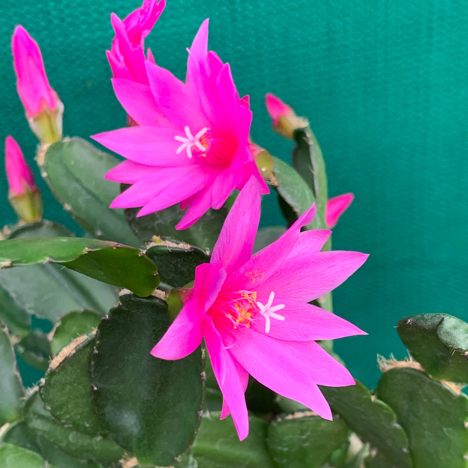 Hatiora Navajo Spirit