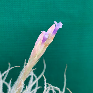 Tillandsia - Tectorum ‘Enano’