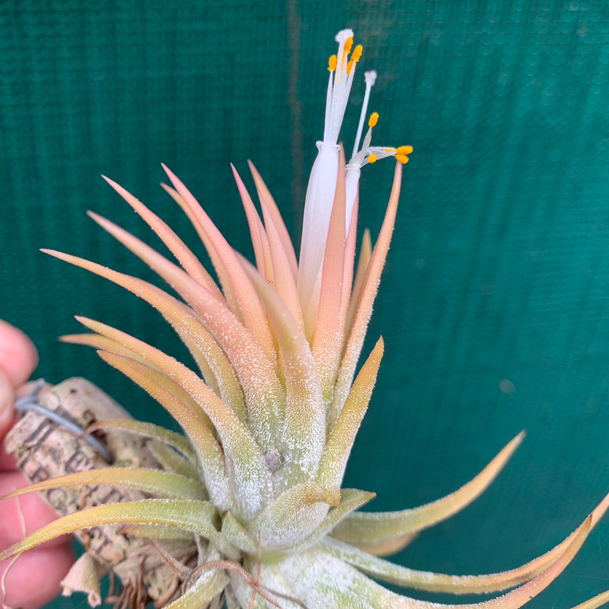 Tillandsia - ionantha ‘Pink Champagne’