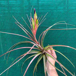 Tillandsia - Widgee ‘Large Form’