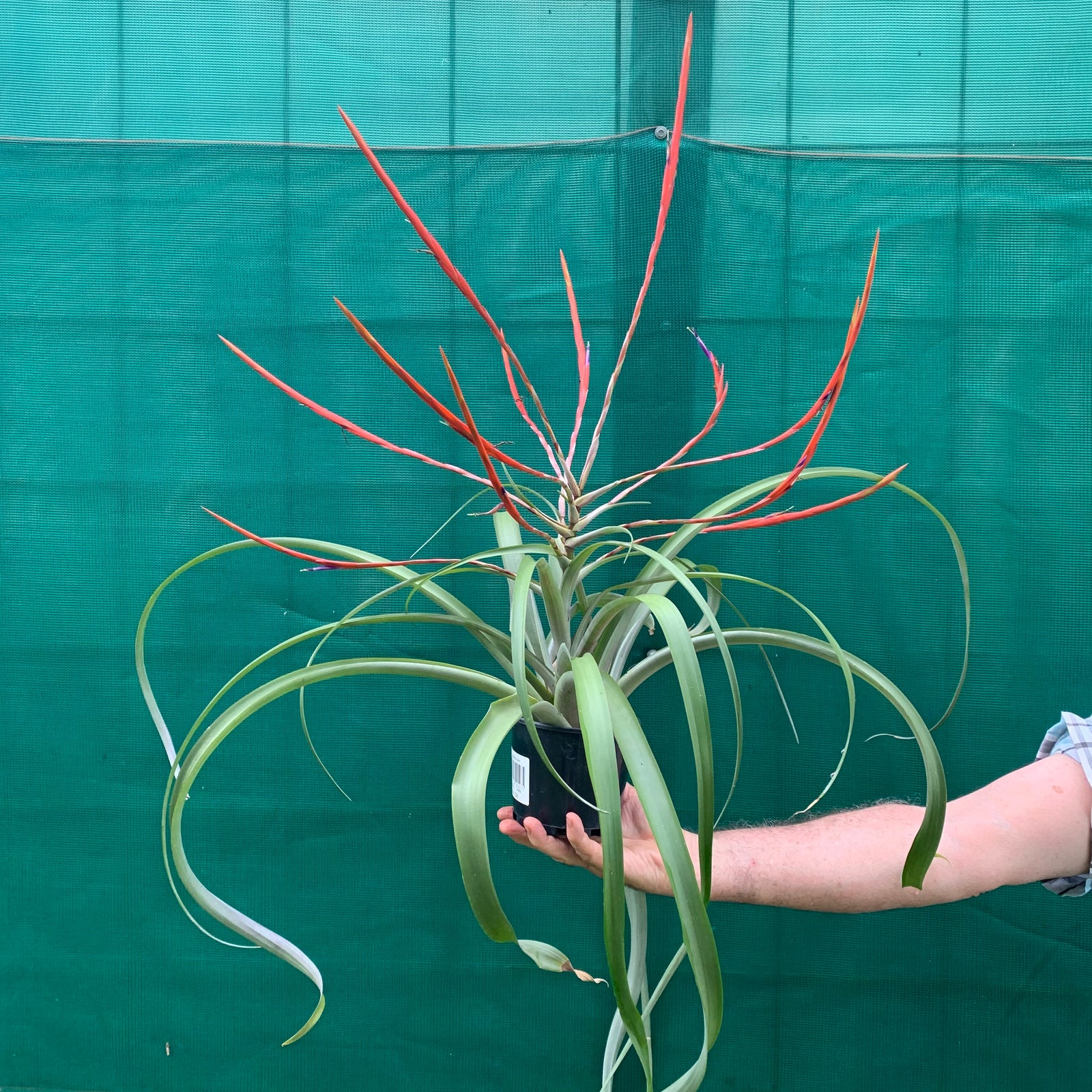 Tillandsia - flabellata ‘Giant Red’ ex. PT