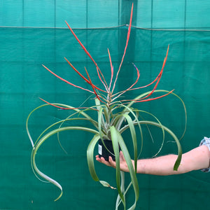 Tillandsia - Flabellata ‘Giant Red’ ex. PT