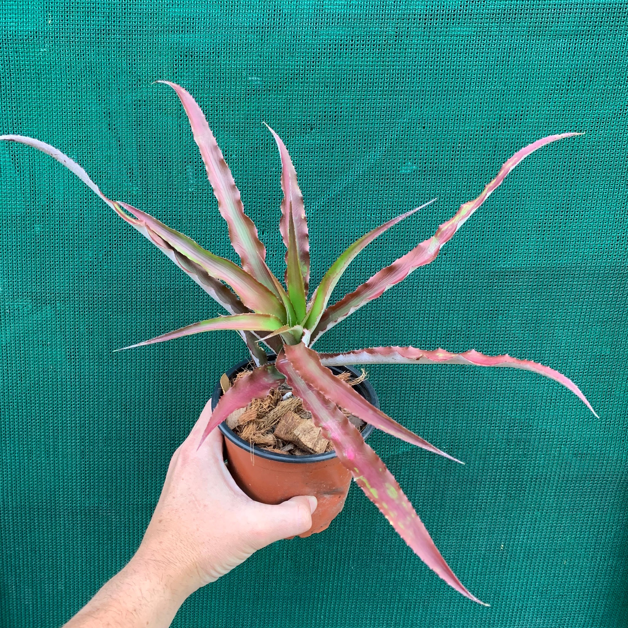 Cryptanthus - Ruby Ryde